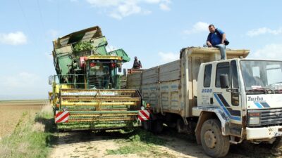 Bursa’da ıspanak hasadı başladı