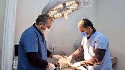 Sokaklardaki can dostlar Yıldırım Belediyesi’ne emanet