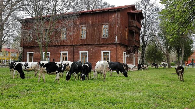 Üniversitenin çimlerini inekler biçti