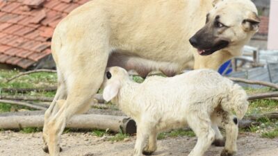 Bursa’da çoban köpeği, kuzuya süt annelik yapıyor