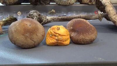 Aman dikkat! Ölüm saçıyor