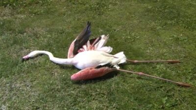 İzmir’deki flamingoların ölüm nedeni belli oldu