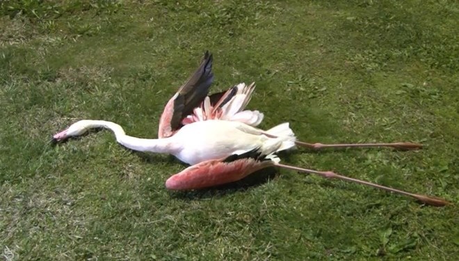 İzmir’deki flamingoların ölüm nedeni belli oldu