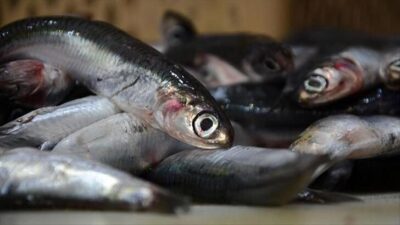 Balıkçılar et verimliliği açısından hamsiden umduğunu bulamadı