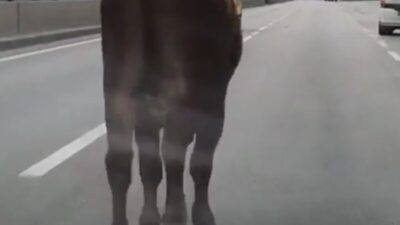 İpini koparan boğa Bursa trafiğinde koşturdu