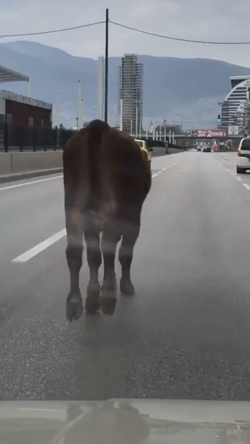 İpini koparan boğa Bursa trafiğinde koşturdu