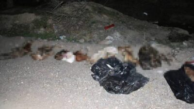 Bunun adı vahşet! Çöp poşetlerinde çok sayıda ölü köpek bulundu