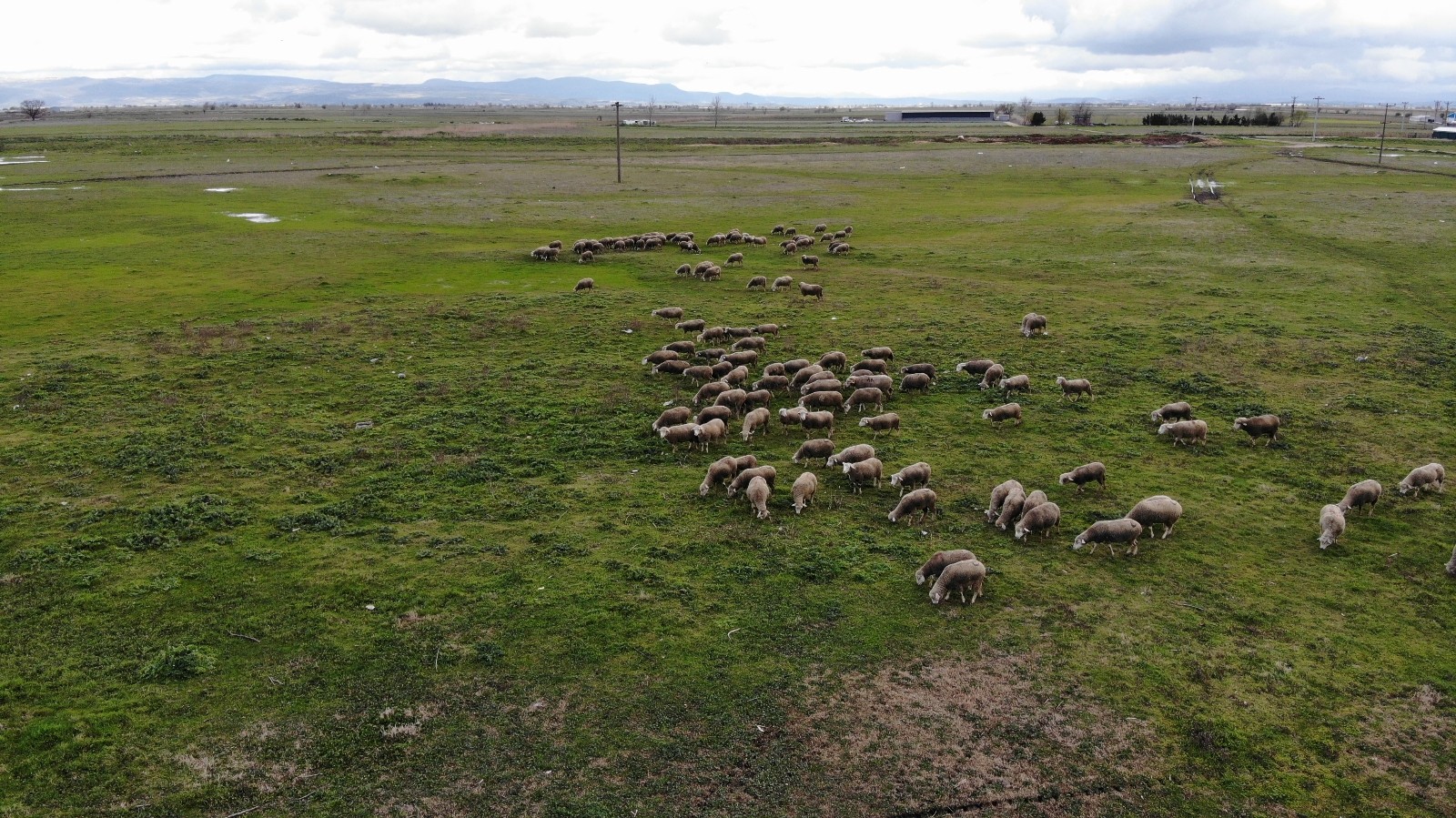 Bursa’da ilginç olay! Bu hayvanlar ne olacak? Bursa’da ilginç olay! Bu hayvanlar ne olacak?