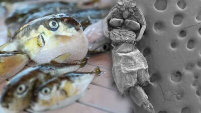 Balon balığındaki yeni tehlike