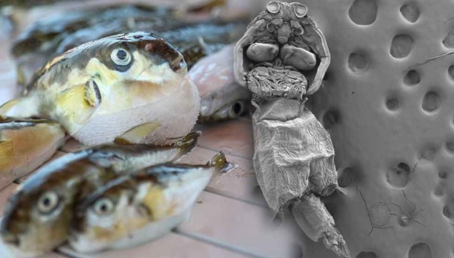 Balon balığındaki yeni tehlike