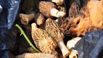 3 kilo et fiyatına!