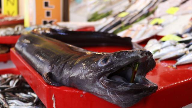 Görenler şaşkına döndü! Tam 1,5 metre… Görenler şaşkına döndü! Tam 1,5 metre…