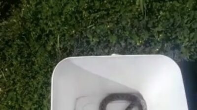 Bursa’da otomobil içindeki yılan doğaya bırakıldı