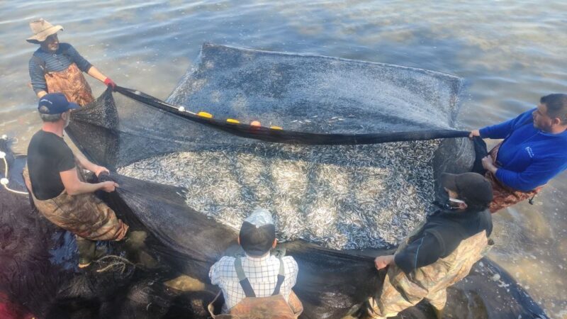 İznik Gölü’nde gümüş balığı rekoru: 1 günde 15 ton Bursa’nın İznik Gölü’nde 1 günde 15 ton gümüş balığı tutan