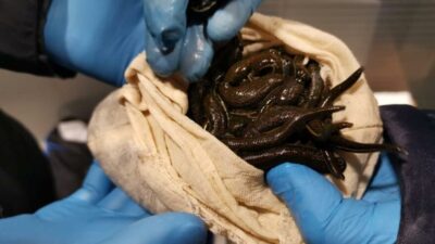 Yolcunun valizinden çıktı!