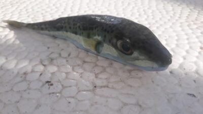 İlk kez görüldü! Balıkçıların kâbusu şimdi de Marmara’da