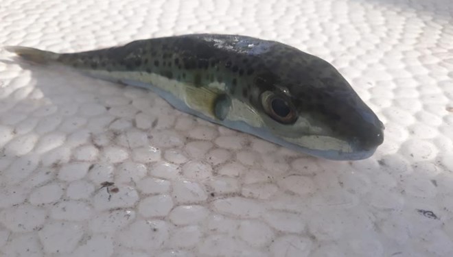 İlk kez görüldü! Balıkçıların kâbusu şimdi de Marmara’da