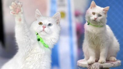 Van Gölü fotoğrafıyla birinci olmuştu! Astronot Kate Rubins’in kedisi hazır… Özel oda tahsis edildi