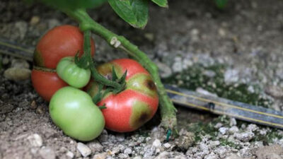 Hızla yayılıyor! Bu domatesin koronası