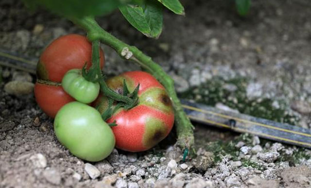 Hızla yayılıyor! Bu domatesin koronası