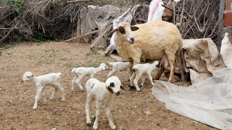 Bir batında yediz doğurdu