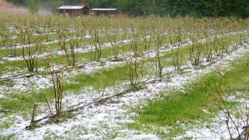 Bursa'nın İznik ve Kestel ilçelerinde etkili olan dolu, tarım arazilerinde