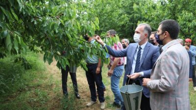 İnegöl’de kiraz hasadı başladı