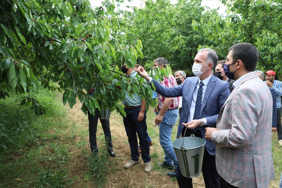 İnegöl’de kiraz hasadı başladı İnegöl’de kiraz hasadı başladı