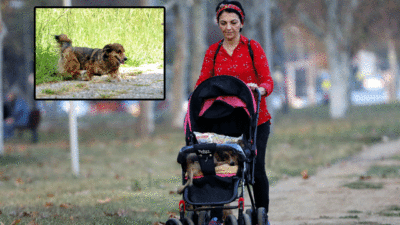 Bursa’da sahibi bebek arabasıyla gezdiriyordu… Bıdık’tan güzel haber