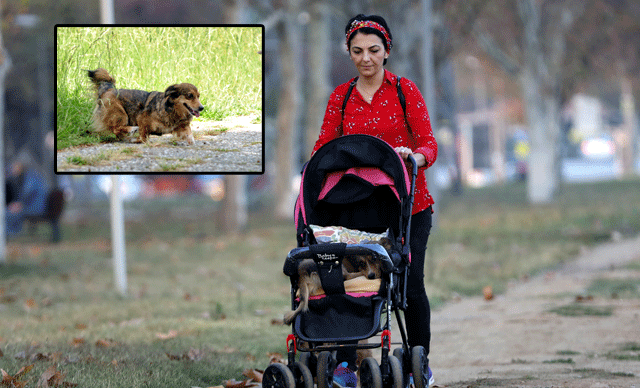 Bursa’da sahibi bebek arabasıyla gezdiriyordu… Bıdık’tan güzel haber