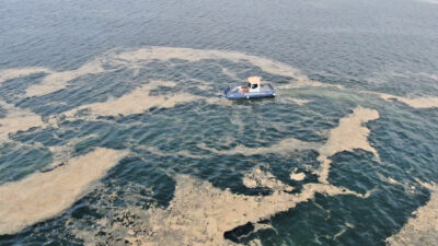 38 günde 100 ton deniz salyası toplandı