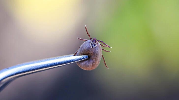 Korkutan haber! Bingöl’de görüldü… Bir kişi yoğun bakımda