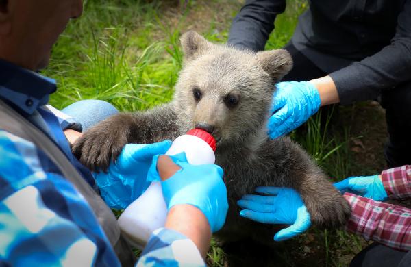 Bursa’da 3 aylık yavru ayı, biberonla besleniyor Bursa’da 3 aylık yavru ayı, biberonla besleniyor