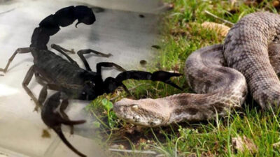 Flaş uyarı! Hava karardığında ortaya çıkıyorlar…