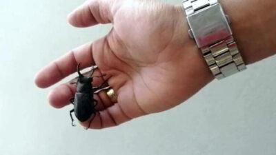 Nesli tükenme tehlikesi altında… Bodrum’da ‘geyik böceği’ görüldü