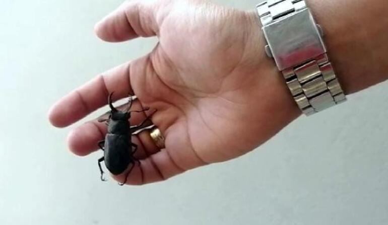 Nesli tükenme tehlikesi altında… Bodrum’da ‘geyik böceği’ görüldü