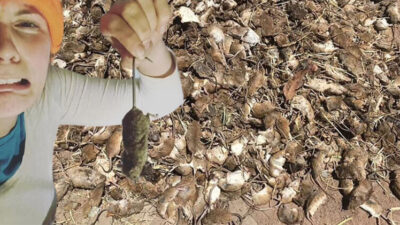 Fare istilası kontrolden çıktı! Her yerden fışkırıyor…