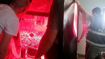 Eve yapılan baskında ele geçirildi! Elbise dolabında yetiştirmiş