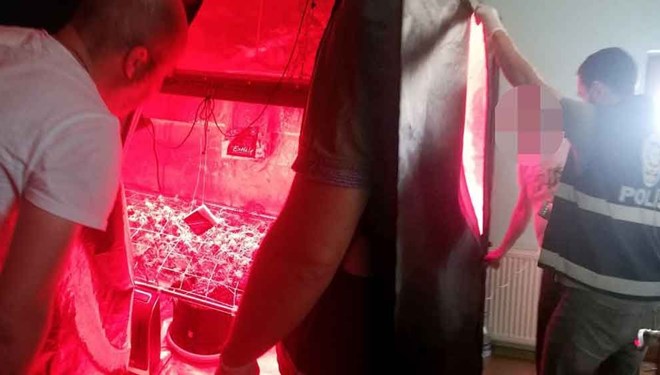 Eve yapılan baskında ele geçirildi! Elbise dolabında yetiştirmiş