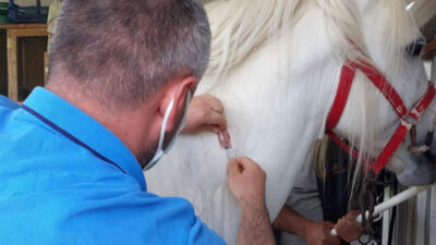 Bursa’da rahvan yarış atlarına çip takıldı
