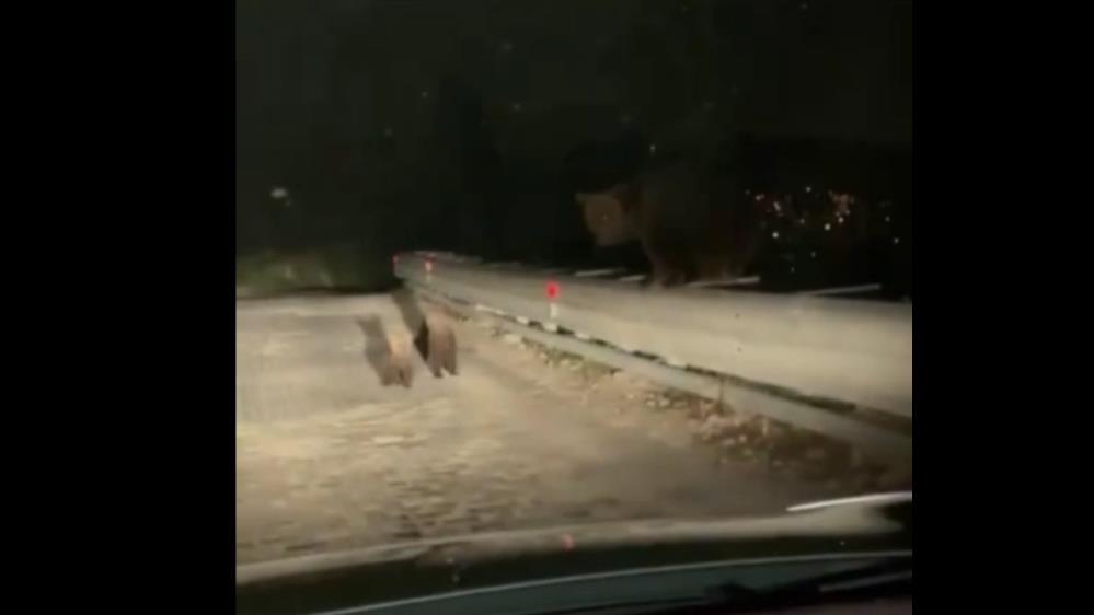 Bursa’da aç kalan ayılar köy yoluna indi