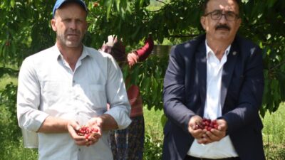 Bursa’da erkenci kirazı hasadı başladı