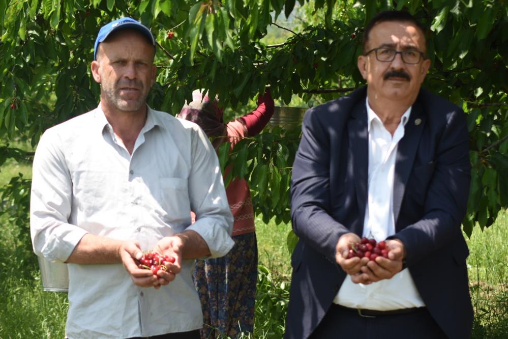 Bursa’da erkenci kirazı hasadı başladı