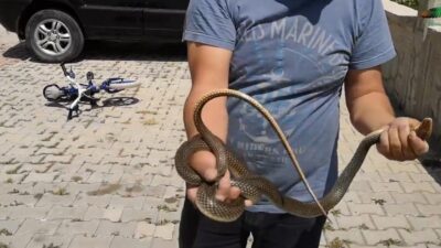 Yer: Bursa… Sitenin bahçesine giren yılanı eliyle yakaladı