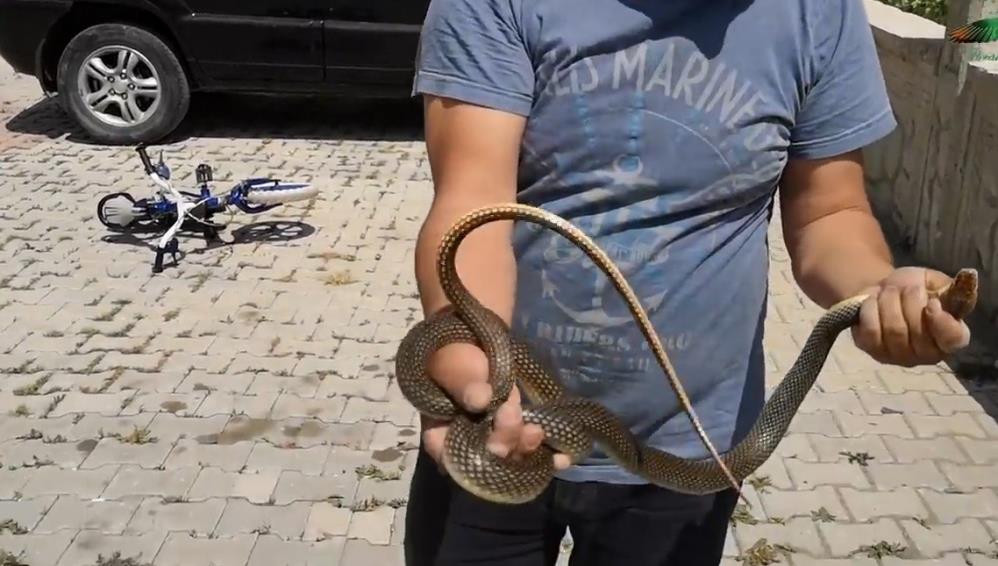 Yer: Bursa… Sitenin bahçesine giren yılanı eliyle yakaladı