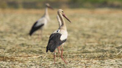 Almanların uydudan izlediği Klippi Bursa’da görüntülendi