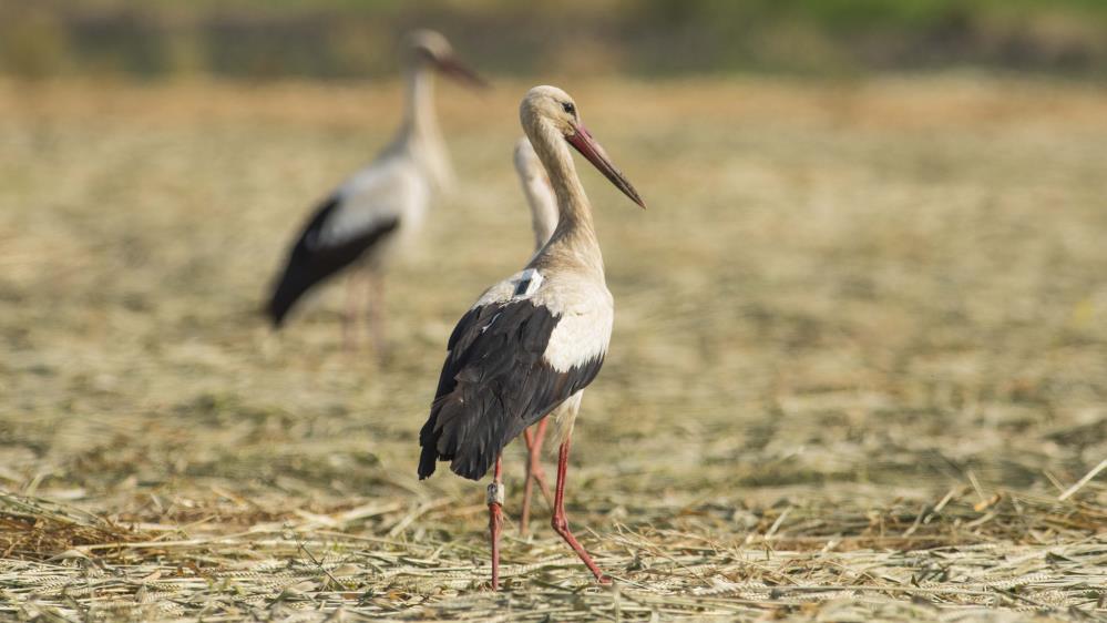 Almanların uydudan izlediği Klippi Bursa’da görüntülendi