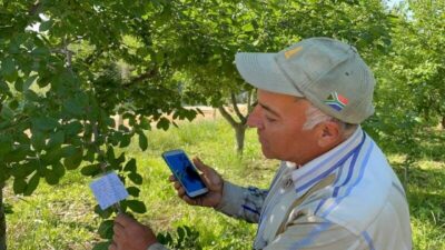 Bursa’da erik ağacının dalına not bıraktı, ‘Borcum var ise iban atın’