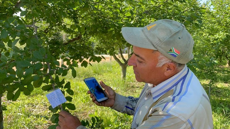 Bursa’da erik ağacının dalına not bıraktı, ‘Borcum var ise iban atın’