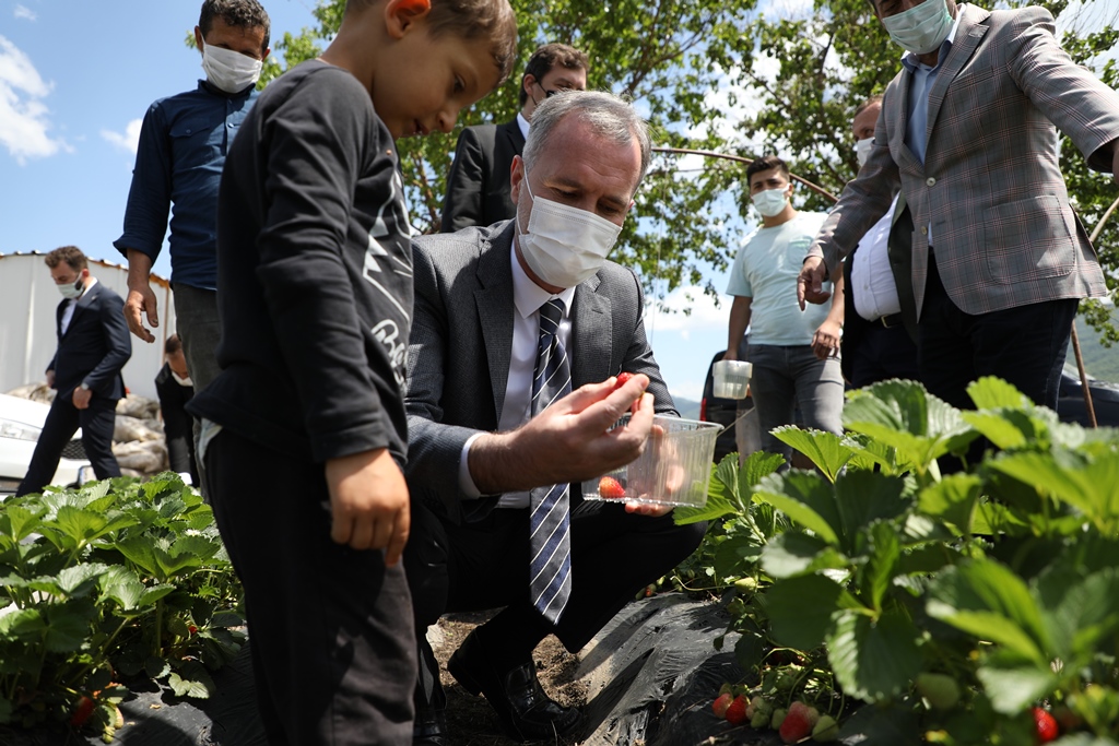 Kurşunlu çileğinde hasat başladı! Kurşunlu çileğinde hasat başladı!